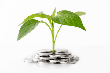 Fototapeta na wymiar plants grow from coins isolated on white background