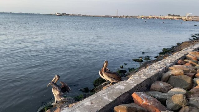 Funny pelicans on the coast, sitting down to the water, Peru