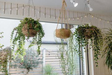 観葉植物　インテリア	　家　カフェ　レストラン　