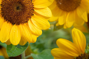 closeup beautiful sunflower in the garden, flower background