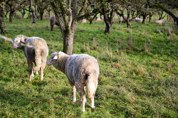 Schafe auf einer grünen Wiese einer Steuobstwiese