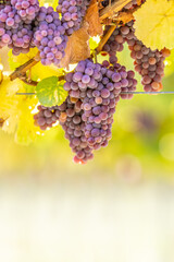 Purple bunches of grapes of the Red Traminer variety in a vineyard ripening before harvest