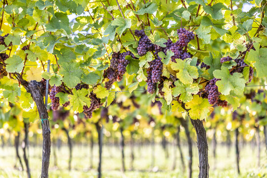 Purple bunches of grapes of the Red Traminer variety in a vineyard ripening before harvest