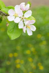 Obraz premium White and pink apple tree flowers on green grass with yellow blossoms background in springtime, nature concept, close up view