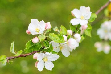 White and pink apple tree flowers on green grass with yellow blossoms background in springtime, nature concept, close up view