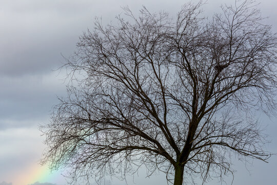Tree in winter, elm, without leaves and rainbow stroke. Ulmus.