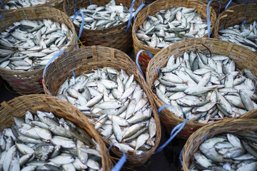 Several baskets full of fish freshly caught from the sea