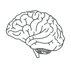 Human brain. Linear vector illustration isolated on white background - obrazy, fototapety, plakaty