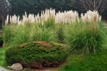 Tufts of Cortaderia selloana or pampas grass plants in a park.