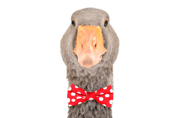 Portrait of a goose in a red bow tie, isolated on white background