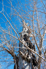 立ち枯れた木、枯れ木、木、立ち枯れ、枯れる、枯れた、樹木、自然、老木、新芽、再生、再生イメージ、枝、小枝、一本、野外、屋外、縦、タテ、コピースペース、空、晴れ、青空、晴天、快晴、くも無し、雲無し、雲なし、穴、見上げる、ローアングル、風景、冬、冬イメージ、植物、環境、環境イメージ、自然環境、大木、孤高、崇高、朽ちる、人物なし、人物無し、人なし、人無し、無人、文字スペース、生きる、伸びる