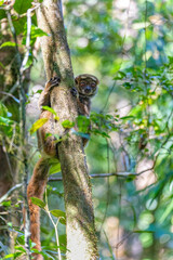 Avahi, Peyrieras' Woolly Lemur (Avahi peyrierasi), Endangered endemic animal on tree. Ranomafana National Park. Madagascar wildlife animal.
