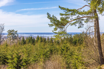 Obraz na płótnie Canvas View from a spruce forest on a sunny spring day