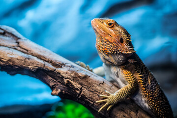 bearded dragon