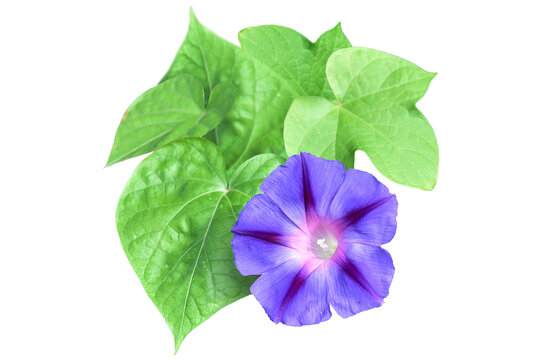 Lilac bindweed with leaves isolated on white background. Delicate bluebell flower or morning-glory