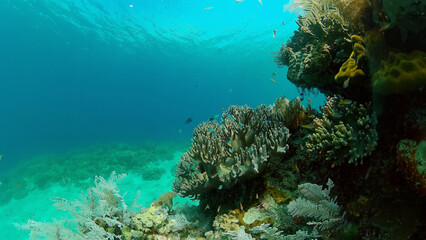 Naklejka na ściany i meble Tropical Fish Corals Marine Reef. Underwater Sea Tropical Life. Tropical underwater sea fishes. Underwater fish reef marine. Tropical colorful underwater seascape. Philippines.