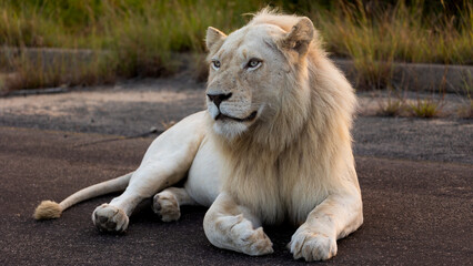 A white male lion on the road in golden hour light