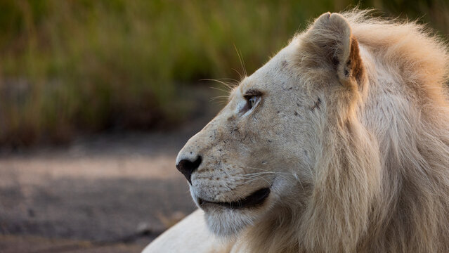 A white male lion on the road in golden hour light