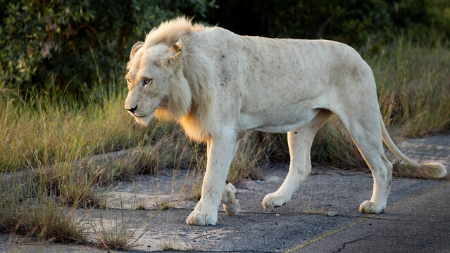 A white male lion on the road in golden hour light
