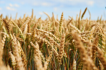 Wheat field landscape. Close up of wheat ears. Harvesting period