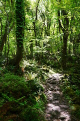 spring path through mossy rocks and old trees