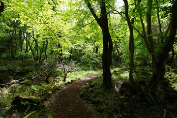 refreshing spring forest in the sunlight