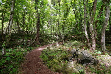 thick wild forest with path