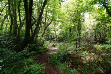 Fototapeta na wymiar beautiful forest path in spring