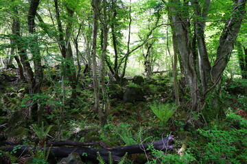 dense primeval forest in spring