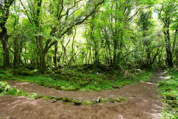 beautiful forest path in spring