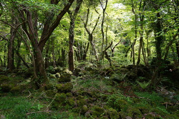 dense primeval forest in spring