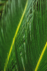 Natural tropical texture background of green palm leaf
