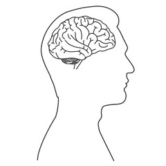 Human male brain. Linear Illustration on transparent background