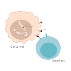 The cancer cell that has mutation gene inside that presents the markers on membrane for triggering the immune cell to destroy the abnormal cell with the specific binding process.