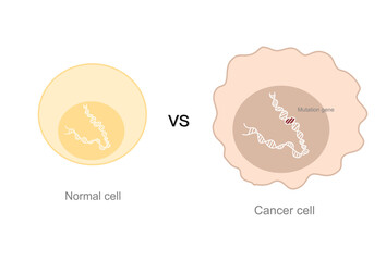 The comparison between normal cells and cancer cell that showing the difference morphological after the gene mutation.