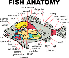 Fish Anatomy, vector illustration