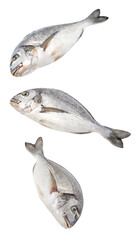 Dorada, whole fresh raw fish, three pieces, falling, hanging, flying, soaring, isolated on white background