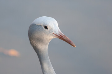 Blue crane portrait
