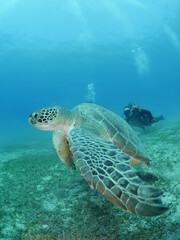 Obraz na płótnie Canvas turtle slow underwater relaxing blue ocean scenery of green turtle Chelonia mydas with scuba divers watching 