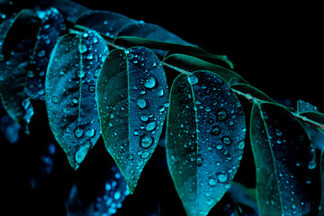 water drops on blue leaf and dark background