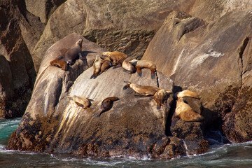 Sea lions sunbathing on a rock in Aialik Bay, Kenai Fjords National Park, Alaska