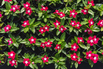 Background of vinca flowers, red vinca flowers with a white center - 561731465