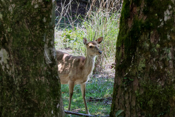 夏の九州の森で出会った野生の鹿