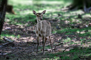 夏の九州の森で出会った野生の鹿