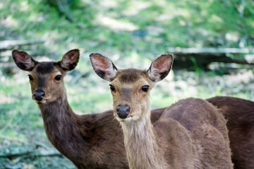 Naklejka na ściany i meble 夏の九州の森で出会った野生の鹿