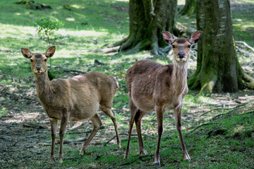 夏の九州の森で出会った野生の鹿 - obrazy, fototapety, plakaty
