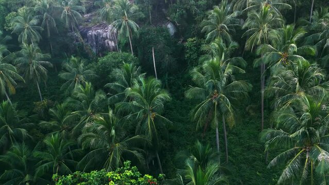 Aerial view wild tropical nature, the camera flies along the palm trees and rocks in a tropical jungle area. Cinematic video beautiful green untouched nature of mother earth. Aerial shot