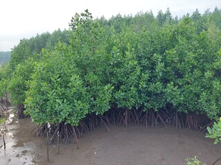 beautiful mangrove forest