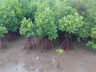 mangroves, mangrove forest