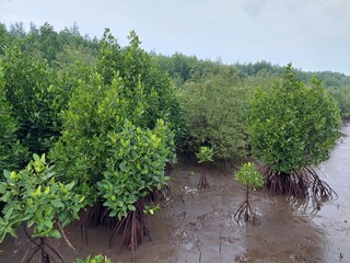 mangrove forest